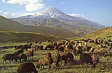 Flock of sheep on the southern foothills of Mount Damavand