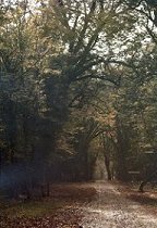 Sisangan Forest, Mazanderan