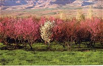 Neishabur, Khorassan