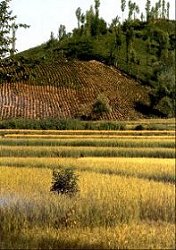 Rice and Tea Plantations