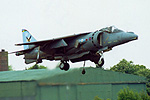 Harrier