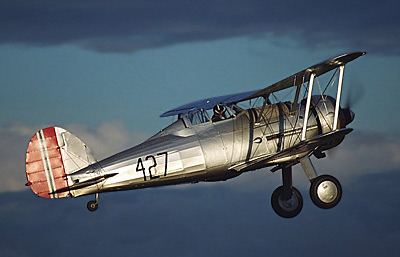 Gladiator looking magnificent in the early evening sun