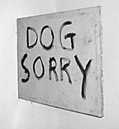 Dog Sorry
