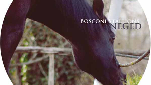 Bosconi Stallions NEGED